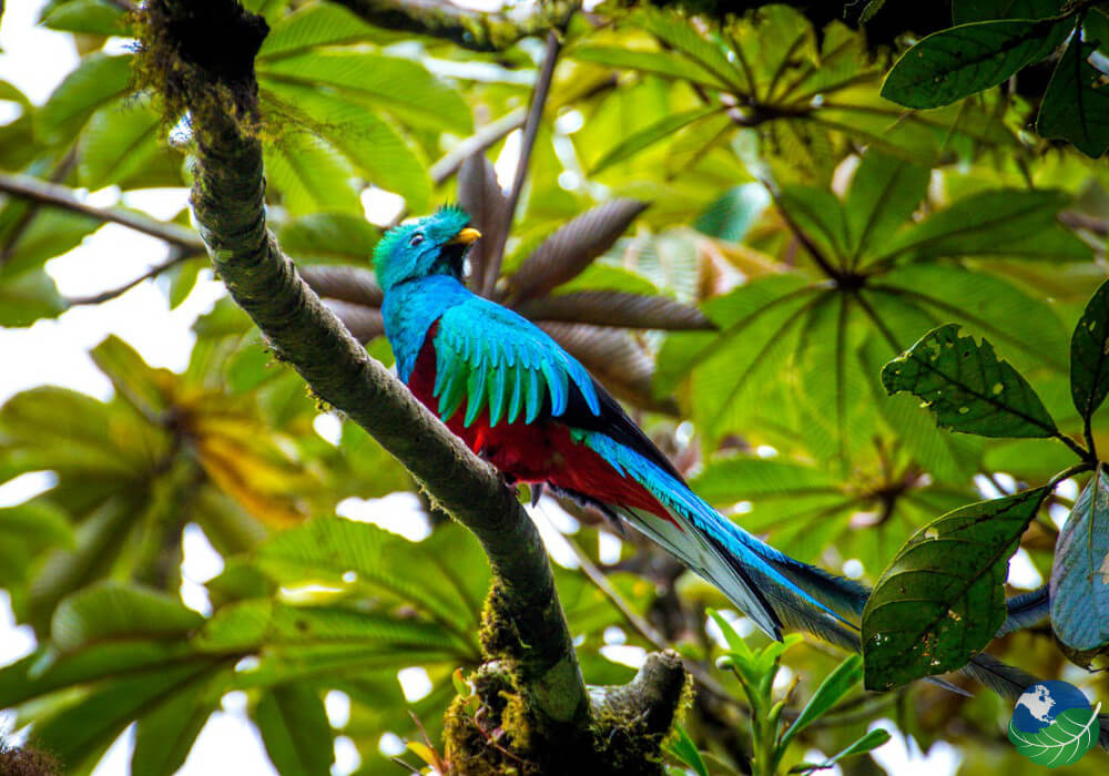 Quetzal, Costa Rica, vigiljournal.com