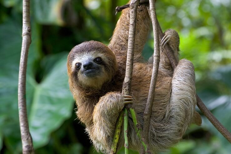 Sloth, Costa Rica, vigiljournal.com