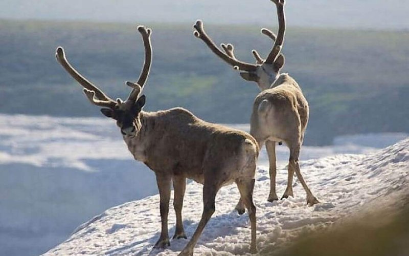 Заповедники 